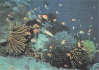 Corel Reefs
